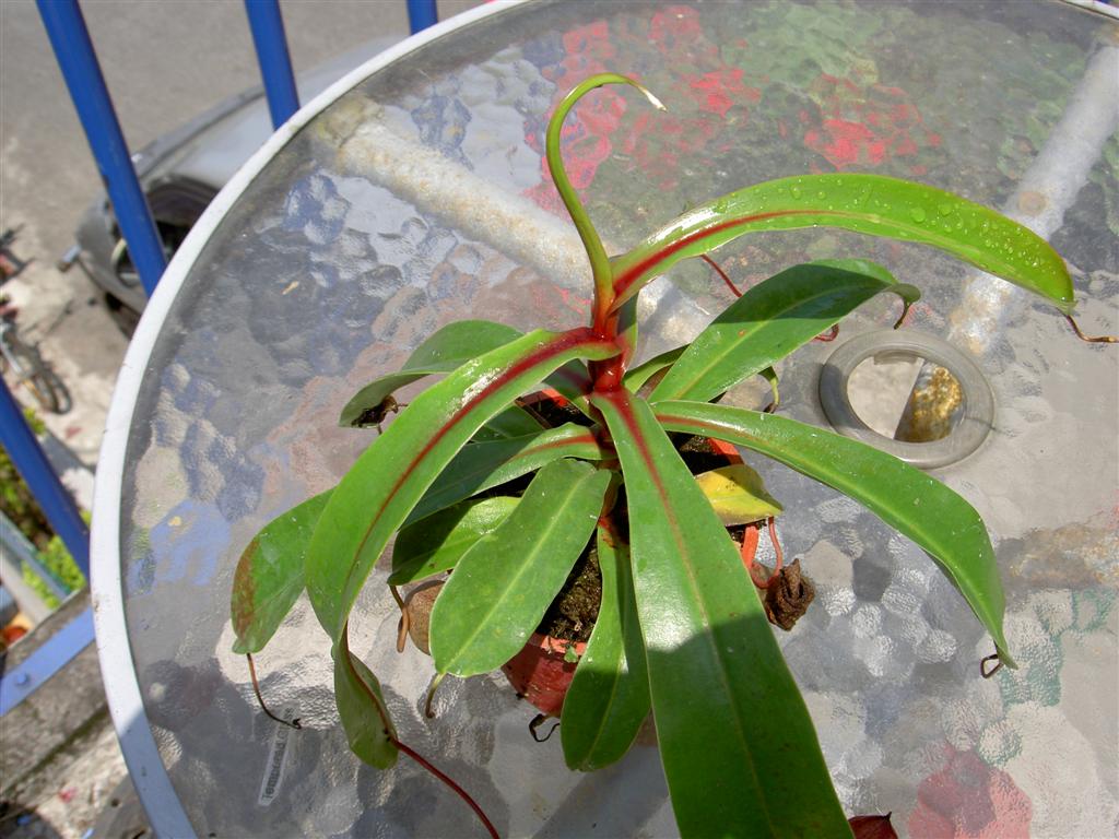 Nepenthes ventricosa x (ventricosa x clipeata)